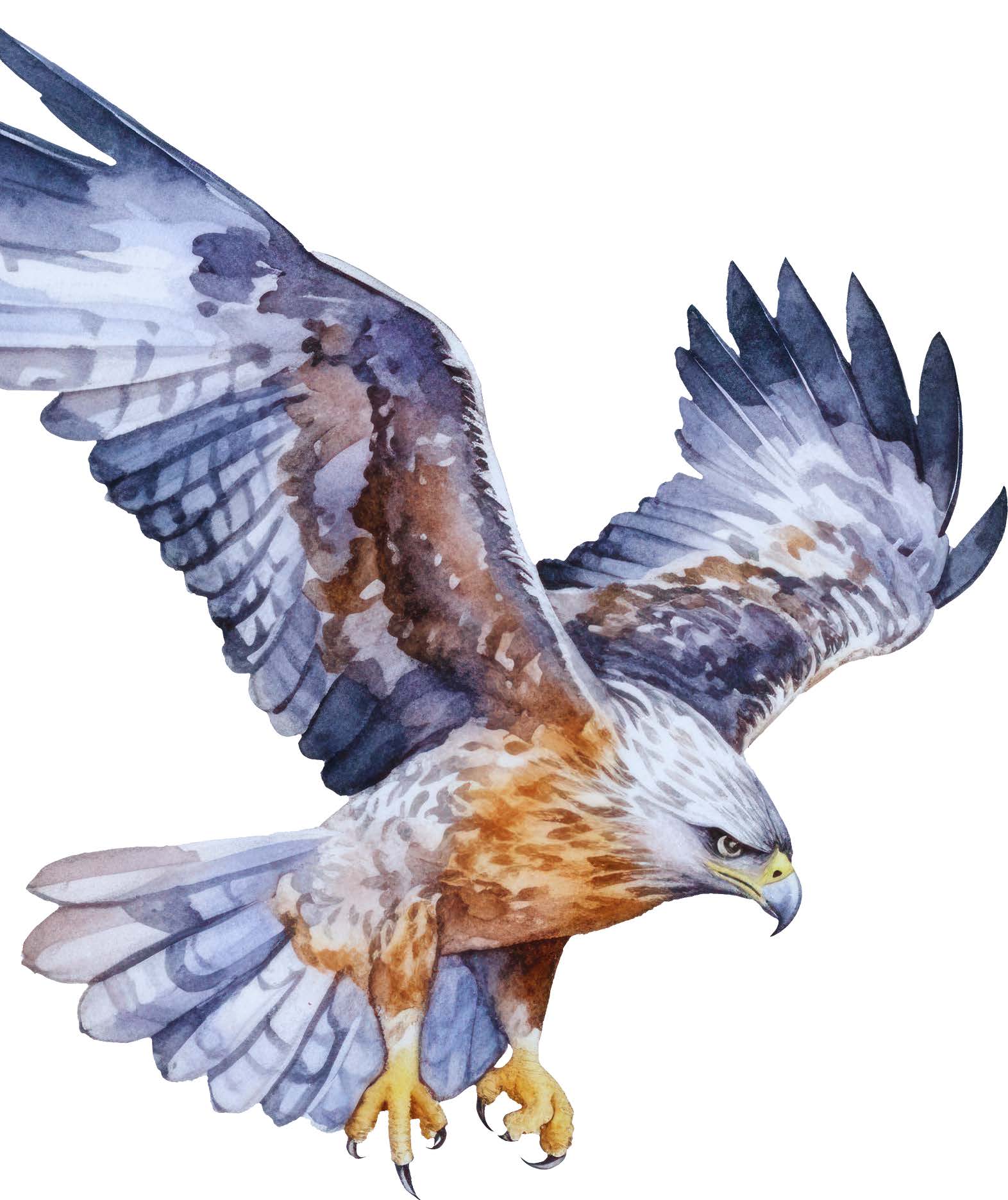 Falcon Bird Image