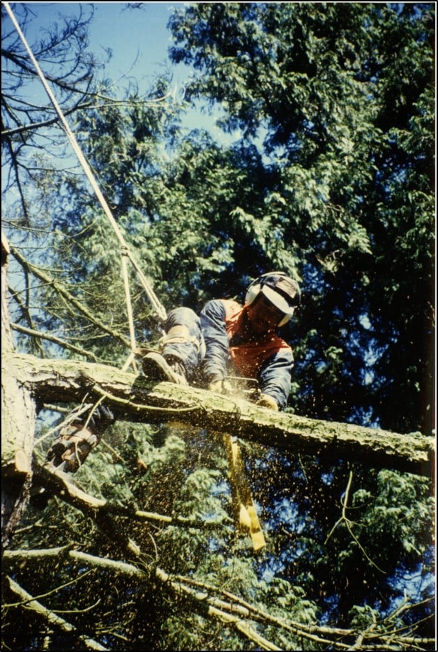 a person cutting a tree branch